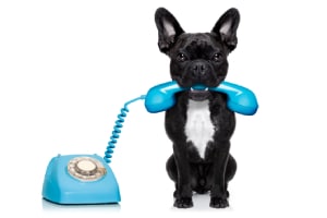 Small dog holding handle of phone- Why join our Maintenance Service Club -Allgeier Air-Louisville-300x200