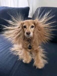 Dog with static electricity-Benefits of a Humidifier-Allgeier Air-Louisville KY-300x399jpg