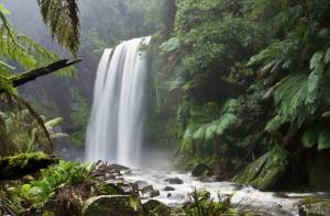 Rain forest-Allgeier Air-Louisville KY-300x197jpg