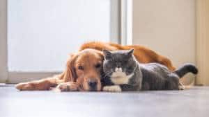 Dog and cat lying together-The Importance of Indoor Air Quality-Louisville KY-300x169jpg 