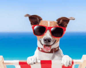 Dog at beach-Allgeier Air-Louisville KY-500x400jpg 