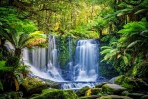 Rain forest-Whole-Home Humidifier Benefits Your Home-Allgeier Air-Louisville KY-600x400jpg 